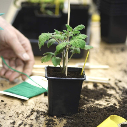 TG67331 DONICZKI PRODUKCYJNE P11 DO PIKOWANIA ROZSAD UPRAW WYSIEWU SADZONKI 5SZT