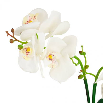 CV10855-MIX STORCZYK GUMOWANY W Donicy mix