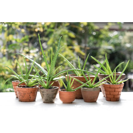 BIO10 PODŁOŻE ZIEMIA DO KAKTUSÓW I SUKULENTÓW ALOESU PRZEPUSZCZALNA 5L