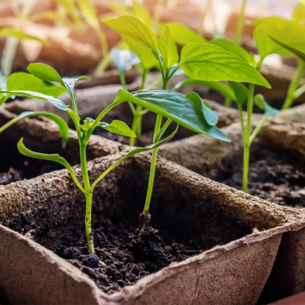 EDA3234 KOMPLET 3 PALETEK DONICZEK TOFROWYCH 24,5X12,5X6CM