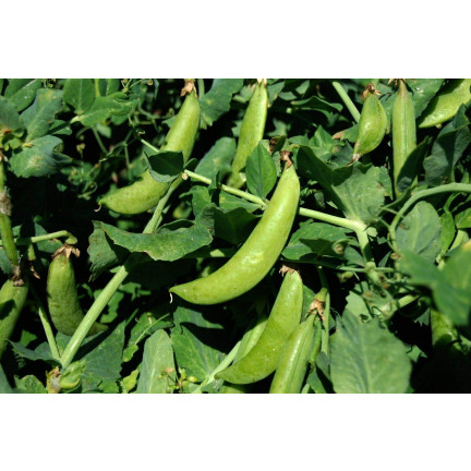 W1062 GROSZEK CUKROWY GROCH AMBROSIA WCZESNY NASIONA GROCHU GROSZKU PLENNY 50G