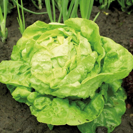 T8013 SAŁATA MASŁOWA KRÓLOWA MAJOWYCH na taśmie NASIENNEJ 6M NASIONA SAŁATY