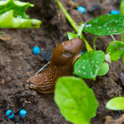 SUM22 ŚRODEK NA ŚLIMAKI PREPARAT TRUTKA NIEBIESKIE GRANULKI SUMIN MOLUFRIES 1KG