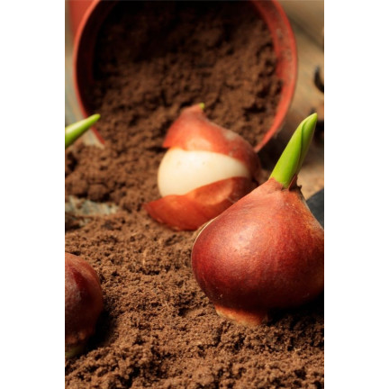 CEB2 TULIPAN CEBULKI TULIPANÓW CEBULKA KWIATÓW fioletowa LILIOKSZTAŁTNA 