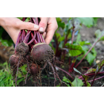 W0012 BURAK ĆWIKŁOWY CZERWONA KULA 2 10G NASIONA BURAKA CZERWONEGO