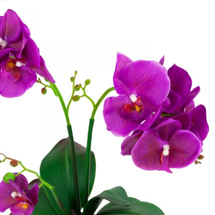 CV10855-MIX STORCZYK GUMOWANY W Donicy mix