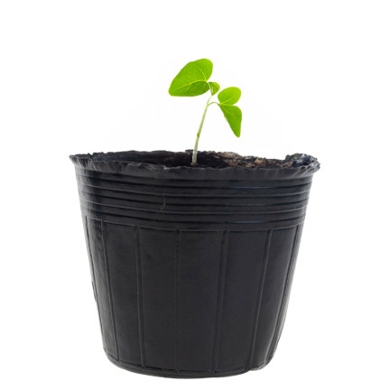 TG70302 DONICZKI PRODUKCYJNE DO ROZSAD UPRAW WYSIEWU SADZONKI 10X10 10SZT/KPL