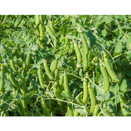 W1062 GROSZEK CUKROWY GROCH AMBROSIA WCZESNY NASIONA GROCHU GROSZKU PLENNY 50G