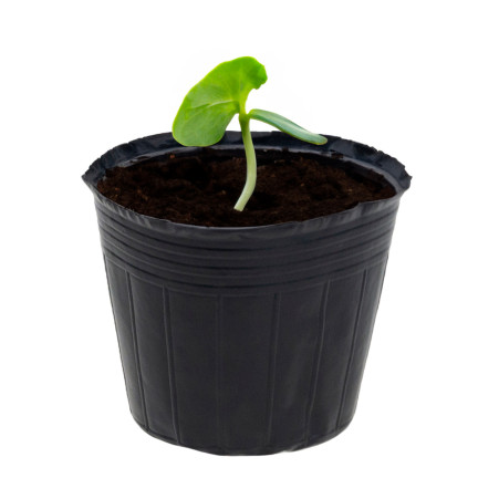 TG70303 DONICZKI PRODUKCYJNE DO ROZSAD UPRAW WYSIEWU SADZONKI 15X15 10SZT/KPL