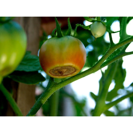 SUM38 HELP PLANT WAPŃ (CA) 20ML