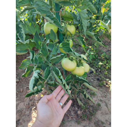 SUM38 HELP PLANT WAPŃ (CA) 20ML