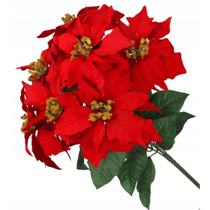 CV06742-2 GWIAZDA BETLEJEMSKA CZERWONA BUKIET X5