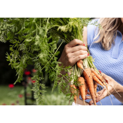 W1109 MARCHEW NASIONA MARCHWI PIERWSZY ZBIÓR B. WCZESNA MARCHEWKI SOCZYSTA NA SOK