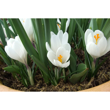 CEB11 KROKUS CEBULKI KROKUSÓW KROKUSY biały JEANNE D