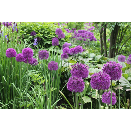 CEB21 CZOSNEK OZDOBNY CEBULKI CZOSNKU CEBULKA KWIATÓW  