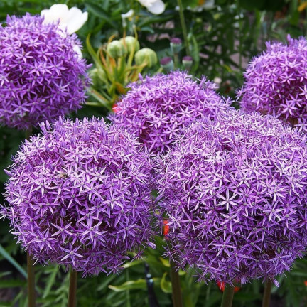 CEB22 CZOSNEK GIGANT OZDOBNY CEBULKI CZOSNKU CEBULKA KWIATÓW ALLIUM GLADIATOR 1szt. 20/+