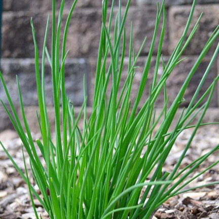 W0784 SZCZYPIOREK BOHEMIA 2G NASIONA SZCZYPIORKU SZYBKO ROŚNIE WIELOLETNI