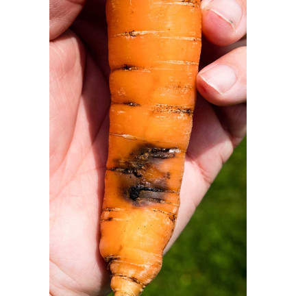 SUM39 HELP PLANT MIEDŹ (CU) 20ML