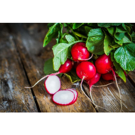 W1194 RZODKIEWKA NASIONA RZODKIEWKI CARMEN CZERWONA WCZESNA ŁAGODNA NIE PARCIEJE 10G