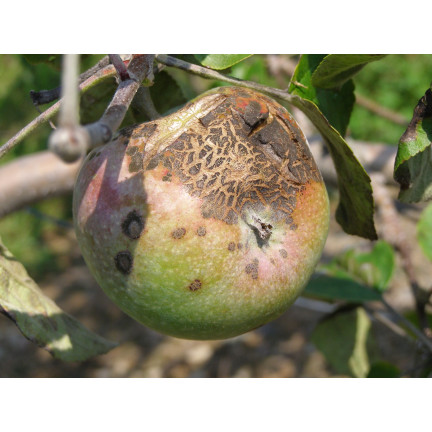 SUM53 LECITHIN EMULGATOR OPRYSK NA CHOROBY GRZYBOWE ROŚLIN DRZEW KRZEWÓW OWOCOWYCH