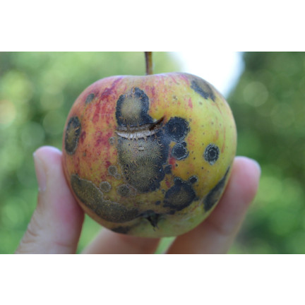 SUM20 MIEDZIAN EKSTRA 350 SC 10ML