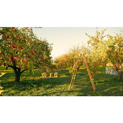 SUM55 OBORNIK KURZY GRANULOWANY 8L NAWÓZ NATURALNY SUMIN