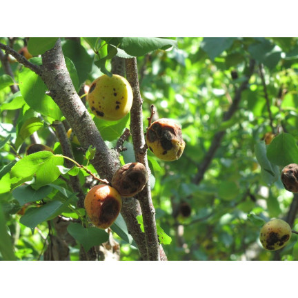 SUM53 LECITHIN EMULGATOR OPRYSK NA CHOROBY GRZYBOWE ROŚLIN DRZEW KRZEWÓW OWOCOWYCH