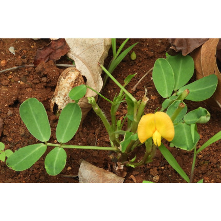 W6137 ORZECH ZIEMNY 5SZT.