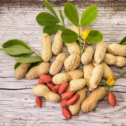 W6137 ORZECH ZIEMNY 5SZT.