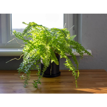 Ziemia do paproci, podłoże do roślin wzbogacone nawozem, optymalny skład, dobry przepływ powietrza, Biovita 5l