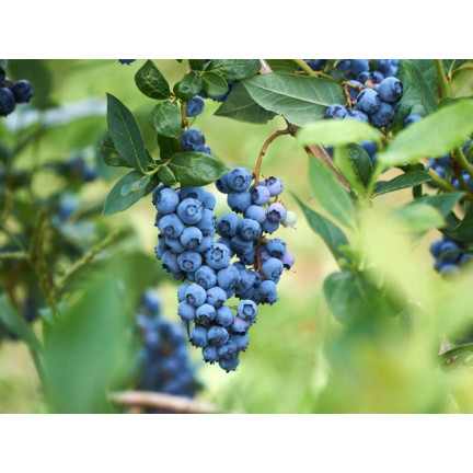 SUM12 SUMIN NAWÓZ DO BORÓWEK 1KG OPTYMALNY SKŁAD