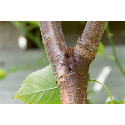 SUM20 MIEDZIAN EKSTRA 350 SC 10ML