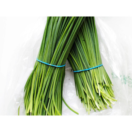 W0784 SZCZYPIOREK BOHEMIA 2G NASIONA SZCZYPIORKU SZYBKO ROŚNIE WIELOLETNI