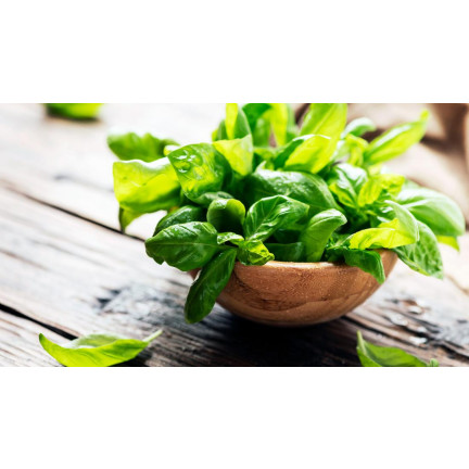 Z3001 BAZYLIA WŁAŚCIWA NASIONA BAZYLII ZIÓŁ ZIOŁA PRZYPRAWY ZIELONA AROMATYCZNA 1G