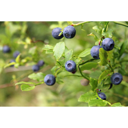 SUM12 SUMIN NAWÓZ DO BORÓWEK 1KG OPTYMALNY SKŁAD