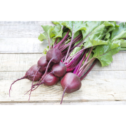 W0012 BURAK ĆWIKŁOWY CZERWONA KULA 2 10G NASIONA BURAKA CZERWONEGO