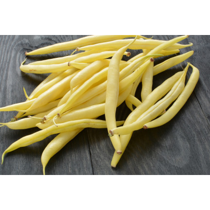 W1047 FASOLA SZPARAGOWA KARŁOWA ŻÓŁTA BERGGOLD B. WCZESNA NASIONA FASOLI FASOLKI 50G