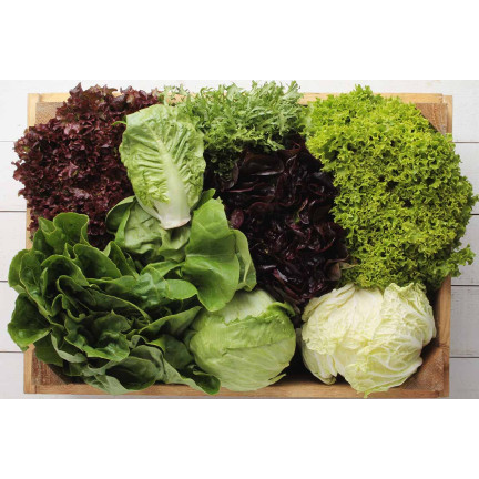 W6595 SAŁATA MIX ODMIAN NASIONA SAŁAT MIESZANKA KRUCHA MASŁOWA 1G