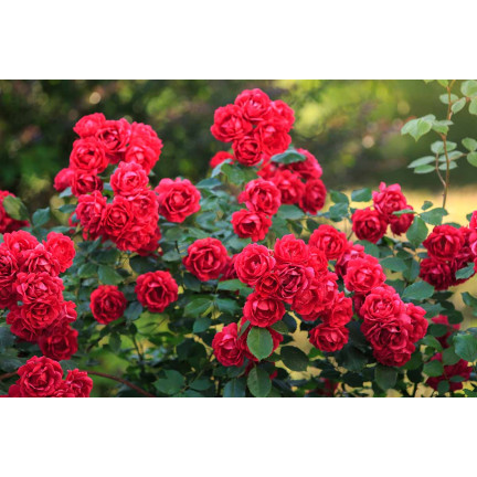 SUM14 NAWÓZ DO RÓŻ SUMIN 1KG OPTYMALNY SKŁAD