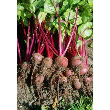 W0012 BURAK ĆWIKŁOWY CZERWONA KULA 2 10G NASIONA BURAKA CZERWONEGO