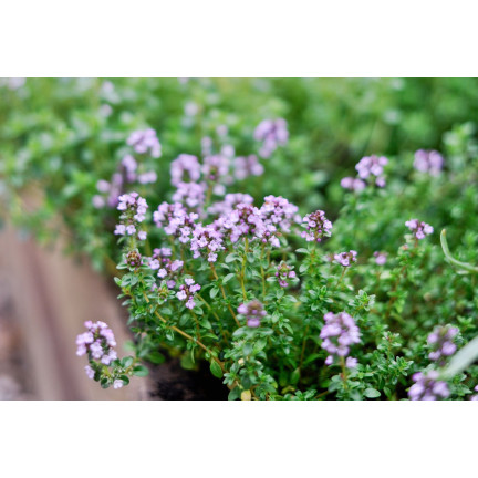 Z3035 TYMIANEK WŁAŚCIWY NASIONA ZIÓŁ ZIOŁA PRZYPRAWY AROMATYCZNY 0,3G