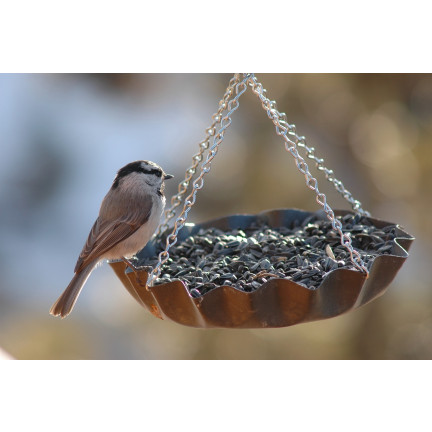 TUR5 CZARNY SŁONECZNIK ZIARNO POKARM KARMA MIESZANKA DLA PTAKÓW NA ZIMĘ 1KG