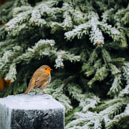KUBECZEK DLA PTAKÓW Z KARMĄ TURDUS 400G WYSOKOENERGETYCZNY POKARM NA ZIMĘ