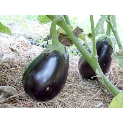 W1003 BAKŁAŻAN NASIONA OBERŻYNA BLACK BEAUTY FIOLETOWA GRUSZKA MIŁOŚCI 1G