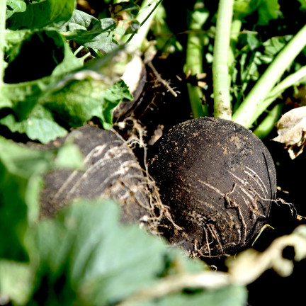 W7288 RZODKIEW CZARNA KULATA CERNA 5G NASIONA RZODKWI