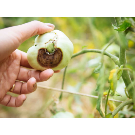 SUM38 HELP PLANT WAPŃ (CA) 20ML