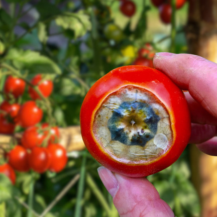 SUM38 HELP PLANT WAPŃ (CA) 20ML