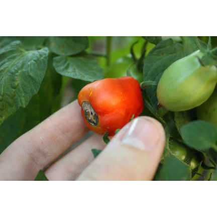 SUM38 HELP PLANT WAPŃ (CA) 20ML