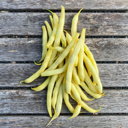 W1047 FASOLA SZPARAGOWA KARŁOWA ŻÓŁTA BERGGOLD B. WCZESNA NASIONA FASOLI FASOLKI 50G