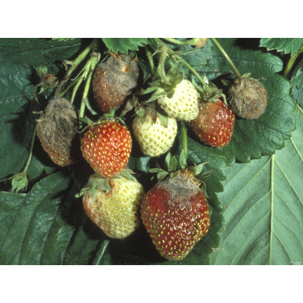 SUM43 ŚRODEK PREPARAT GRZYBOBÓJCZY SWITCH 25G NA SZARĄ PLEŚŃ